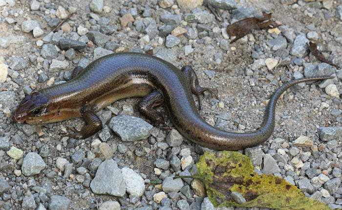 Broadhead Skink
